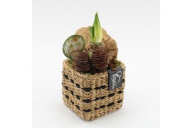 Arrangementen hippeastrum HACR-2511W Amaryllis Herfst 1 pp