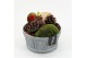 Arrangementen hippeastrum HACR-2522R Amaryllis Herfst 1 pp 