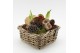 Arrangementen hippeastrum HACR-2516R Amaryllis Herfst 2 pp 