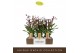 Oncidium Katerina Zoch - 3 tak 