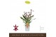 Oncidium Katerina Zoch - 3 tak 