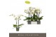 Phalaenopsis wit Maistro Beethoven - 2 tak, 18+ bloem - 50cm 