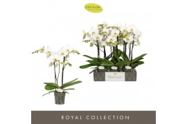 Phalaenopsis wit Maistro Beethoven - 2 tak, 18+ bloem - 50cm