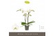 Phalaenopsis wit Maistro Beethoven - 2 tak, 18+ bloem - 50cm 