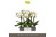 Phalaenopsis wit Maistro Beethoven - 2 tak, 18+ bloem - 50cm 