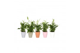 Spathiphyllum pearl cupido KP-590.30 - in trendy keramiek
