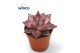 Echeveria taurus 