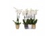 Phalaenopsis white world 2 tak - 14+ bloemen mix keramiek 