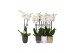Phalaenopsis white world 2 tak - 14+ bloemen mix keramiek 