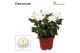 Chrysanthemum ind. supernova white Chrysanne Zembla Next Decorum 