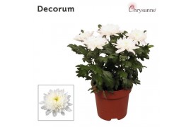 Chrysanthemum ind. supernova white Chrysanne Zembla Next Decorum