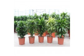 Dracaena mix Mixkar
