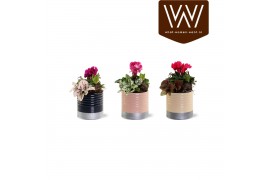 Arrangementen kamerplanten Collectie "Bubbles & wine" - Arrangement in