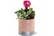 Arrangementen kamerplanten Collectie "Bubbles & wine" - Arrangement in 