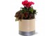 Arrangementen kamerplanten Collectie "Bubbles & wine" - Arrangement in 