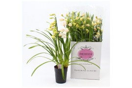 Cymbidium wit 3-4 tak