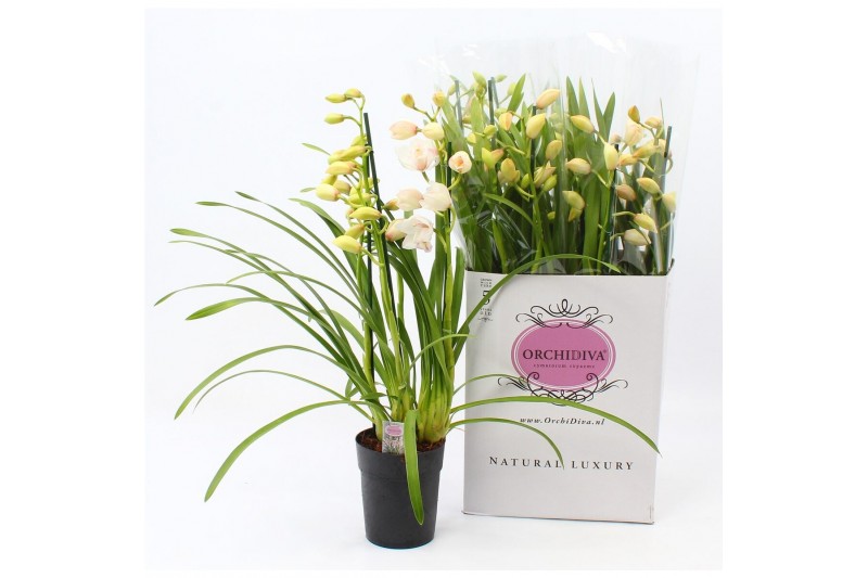 Cymbidium wit 3-4 tak 