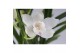 Cymbidium wit 3-4 tak 