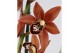 Cymbidium oranje 3-4 tak 