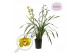 Cymbidium groen 3-4 tak 