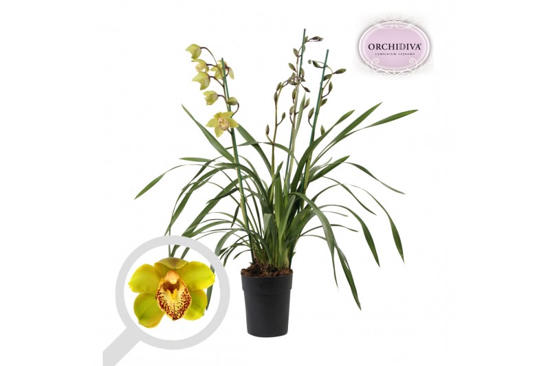 Cymbidium groen 3-4 tak 