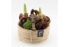 Arrangementen hippeastrum HACR-2510R Amaryllis Herfst 2 pp 