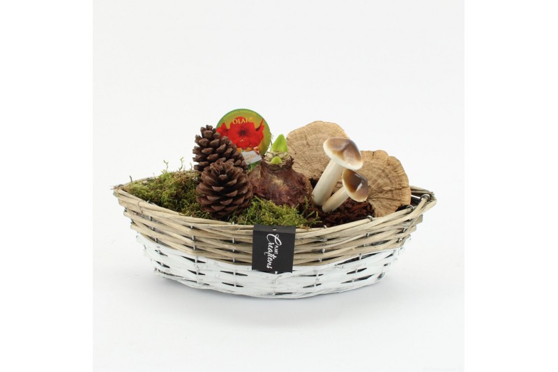 Arrangementen hippeastrum HACR-2520R Amaryllis Herfst 1 pp 