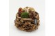 Arrangementen hippeastrum HACR-2519R Amaryllis Herfst 2 pp 