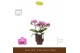 Phalaenopsis multiflora paars Freedanzo Robin in Emilia Brown Aquo 30  