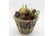 Arrangementen hippeastrum HACR-2517W Amaryllis Herfst 3 pp 