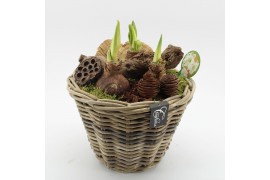 Arrangementen hippeastrum HACR-2517W Amaryllis Herfst 3 pp