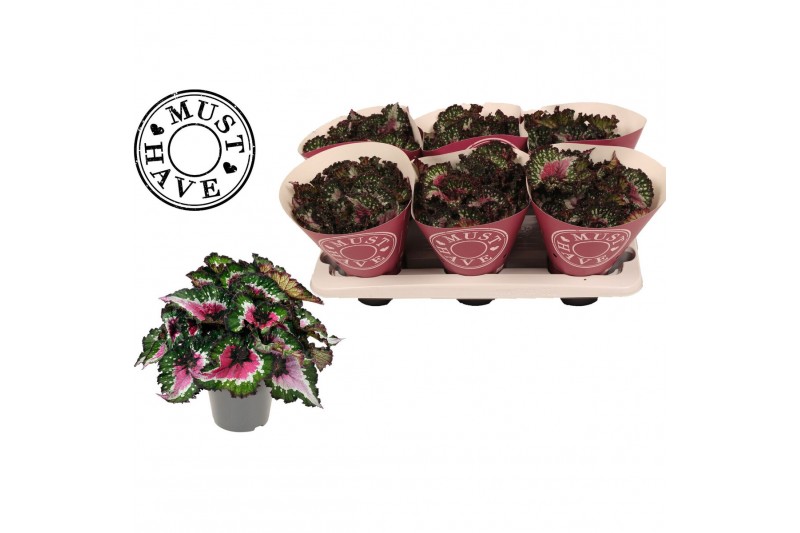Begonia blad rex purple blush must have 
