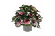 Begonia blad rex purple blush must have 