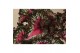 Begonia blad rex purple blush must have 
