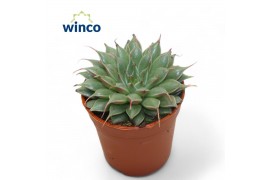 Graptopetalum filiferum