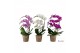 Phalaenopsis mix Duetto Zwaan - 3 tak - Mix 
