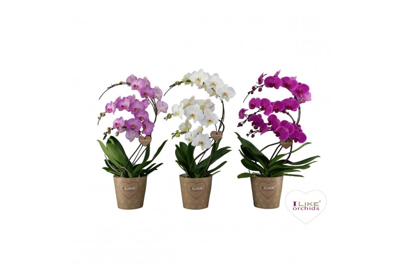Phalaenopsis mix Duetto Zwaan - 3 tak - Mix 