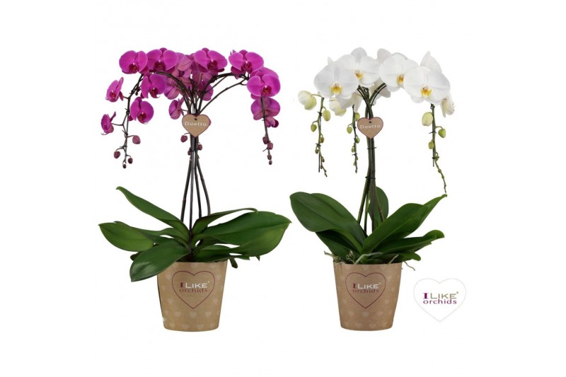 Phalaenopsis mix Duetto Ornamento - 3 tak - Mix Phalaenopsis mix Duetto Ornamento - 3 tak - Mix
