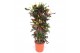 Codiaeum variegatum mammi vertakt 