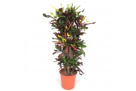 Codiaeum variegatum mammi vertakt