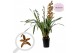 Cymbidium 3/4 tak 