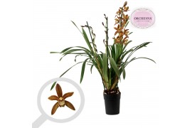 Cymbidium 3/4 tak