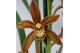 Cymbidium 3/4 tak 