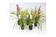 Cymbidium kleuren mix 2 tak 