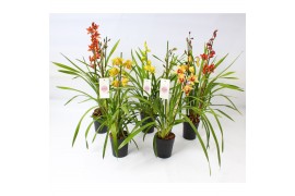 Cymbidium kleuren mix 2 tak