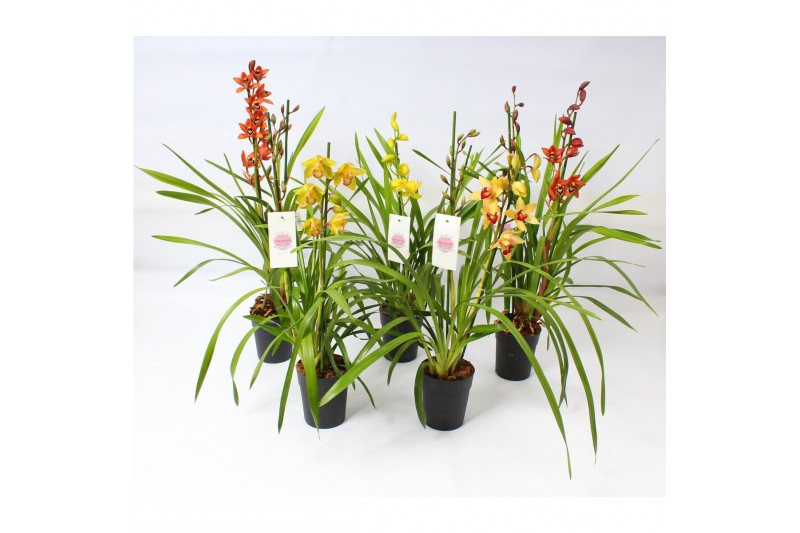 Cymbidium kleuren mix 2 tak 