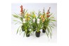 Cymbidium kleuren mix 2 tak