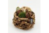 Arrangementen hippeastrum HACR-2519W Amaryllis Herfst 2 pp