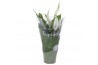 Spathiphyllum pearl cupido cupido hoes