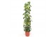 Philodendron scandens brasil zuilvorm op rek 